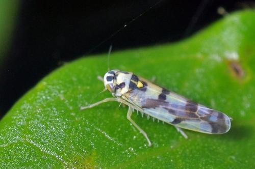 Réf. 90 987 : Eupteryx atropunctata