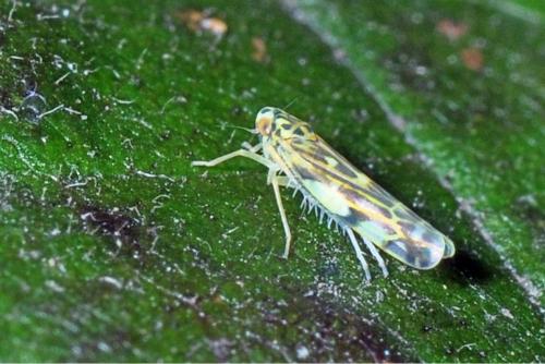 Réf. 90 516 : Eupteryx urticae