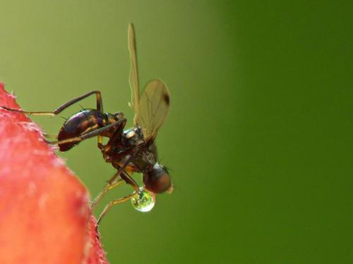 Réf. 90 287 : Sepsis punctum