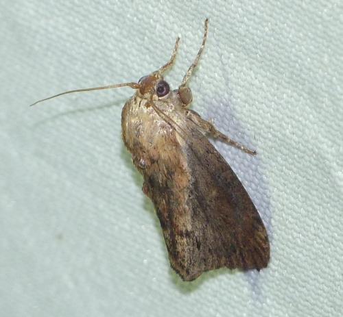 Galleria mellonella