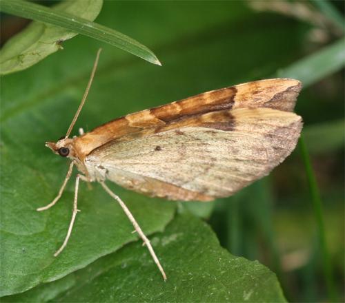 Réf. 90 583 : Eulithis populata