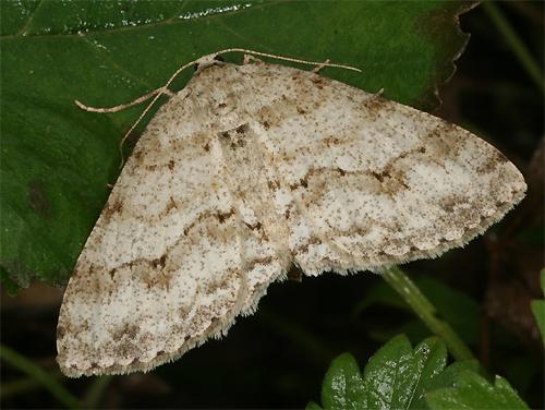 Ectropis crepuscularia