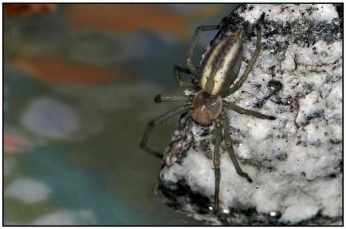 Réf. 90 315 : Cheiracanthium punctorium