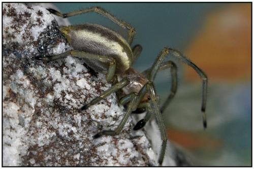 Réf. 90 316 : Cheiracanthium punctorium