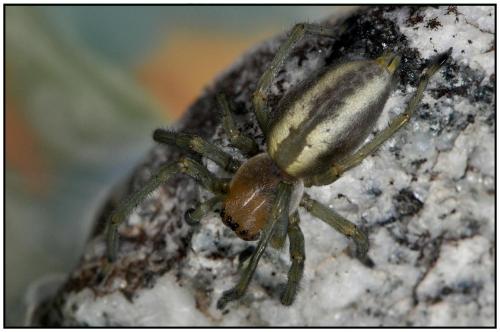 Réf. 90 317 : Cheiracanthium punctorium