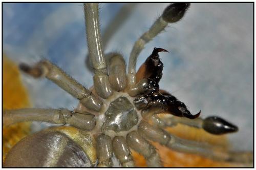 Réf. 90 318 : Cheiracanthium punctorium