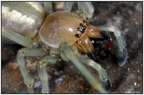 Réf. 90 319 : Cheiracanthium punctorium