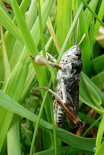 Gomphocerus sibiricus sibiricus