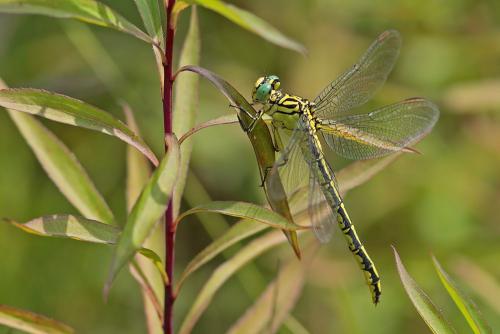 Stylurus flavipes