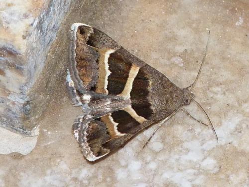 Grammodes stolida