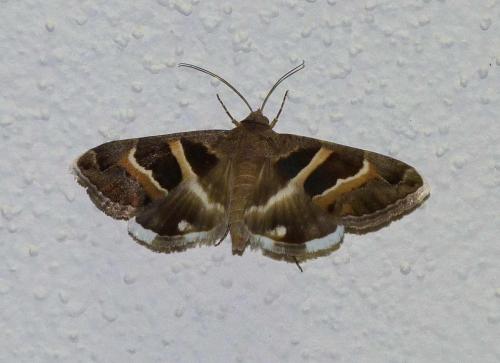 Grammodes stolida