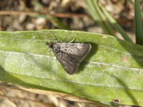 Heliothela wulfeniana