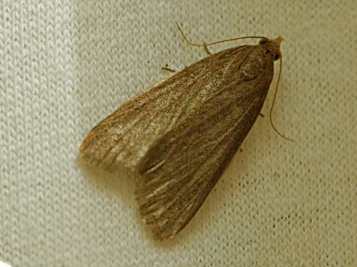 Cathayia insularum