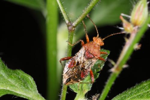 Rhopalus subrufus