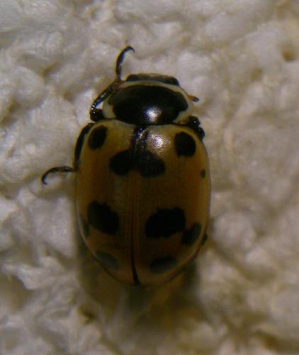 Réf. 90 268 : Hippodamia septemmaculata