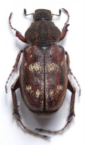 Photyna ornata