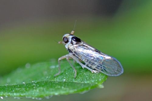 Laodelphax striatellus