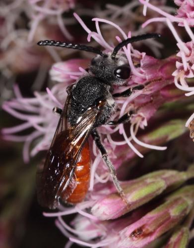 Réf. 90 484 : Sphecodes sp.