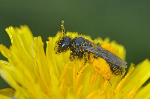 Panurgus sp.