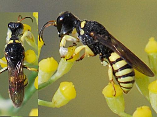 Réf. 90 400 : Lestica clypeata