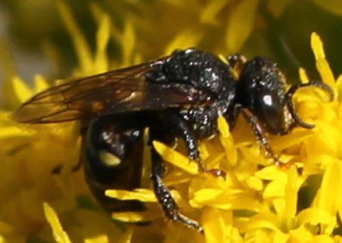 Réf. 90 951 : Oxybelus trispinosus
