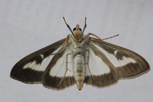 Réf. 90 613 : Cydalima perspectalis