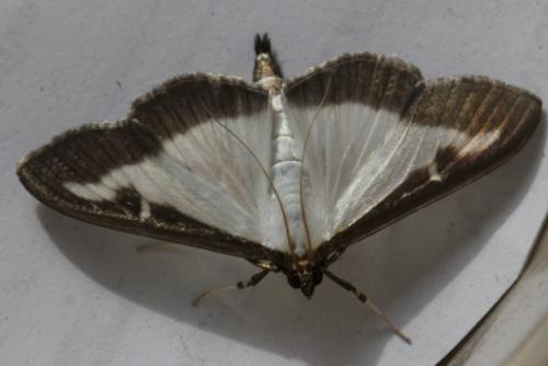 Cydalima perspectalis