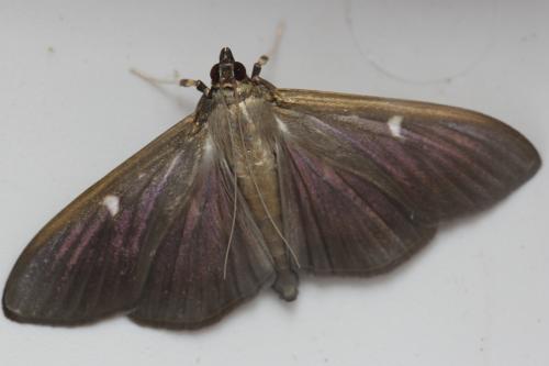 Réf. 90 801 : Cydalima perspectalis