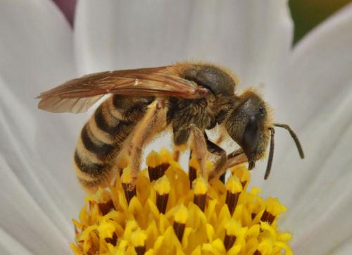 Réf. 90 880 : Halictus scabiosae