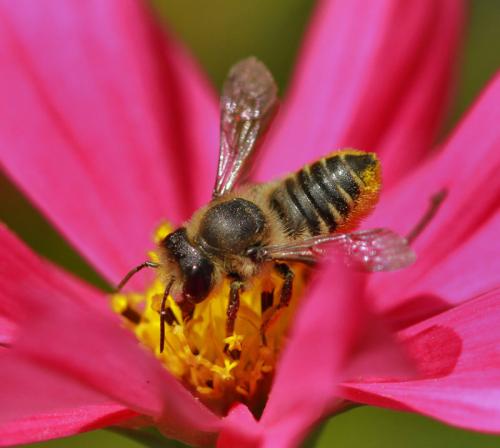 Réf. 90 945 : Megachile centuncularis