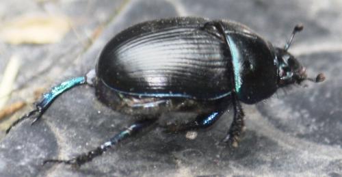 Geotrupes mutator