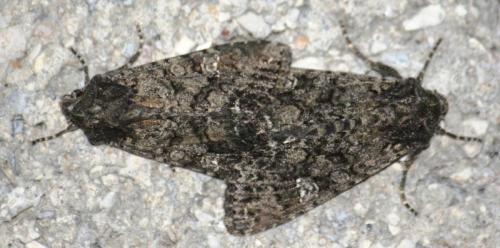 Réf. 90 520 : Mamestra brassicae