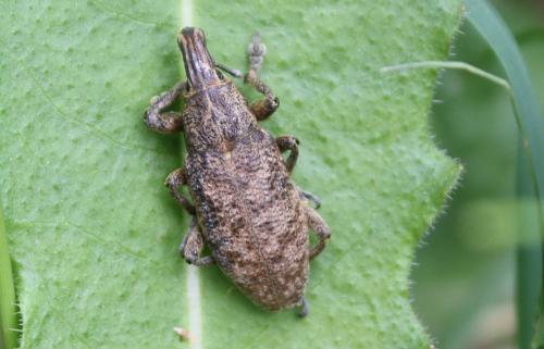 Réf. 90 560 : Cleonis pigra