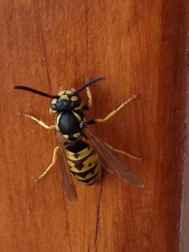 Réf. 90 684 : Vespula germanica