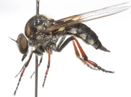 Réf. 90 867 : Leptarthrus vitripennis
