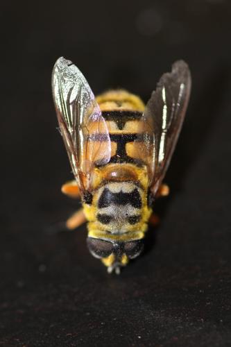 Réf. 90 774 : Myathropa florea