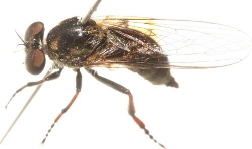 Réf. 90 868 : Leptarthrus vitripennis