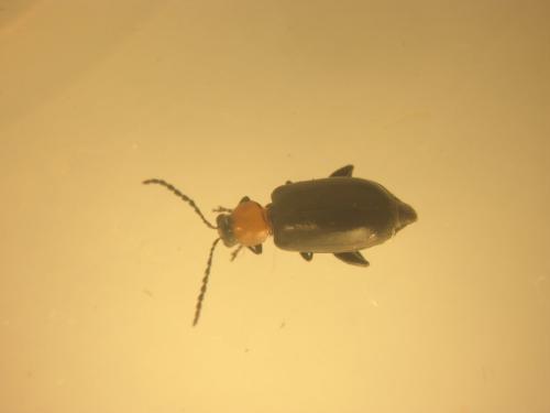 Réf. 90 547 : Luperomorpha xanthodera