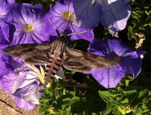 Réf. 90 210 : Agrius convolvuli