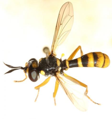 Réf. 90 763 : Leopoldius coronatus