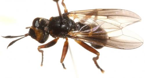 Conops strigatus