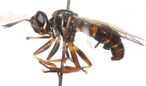 Conops strigatus