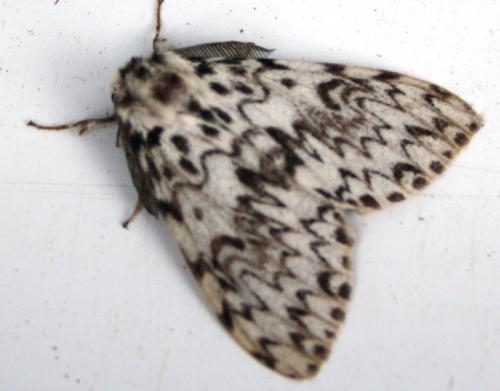Lymantria monacha
