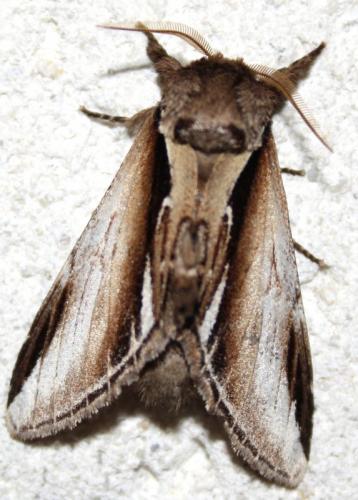 Pheosia gnoma