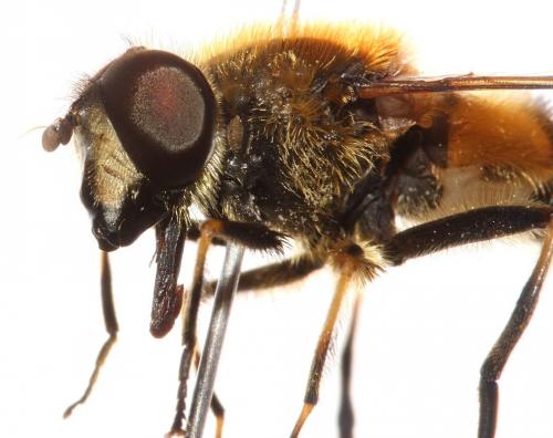 Eristalis jugorum