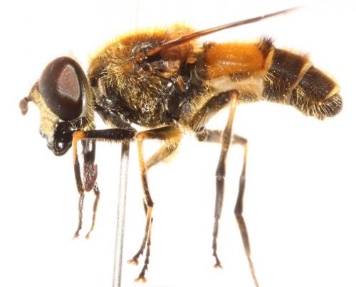 Eristalis jugorum
