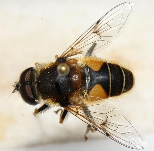 Eristalis jugorum