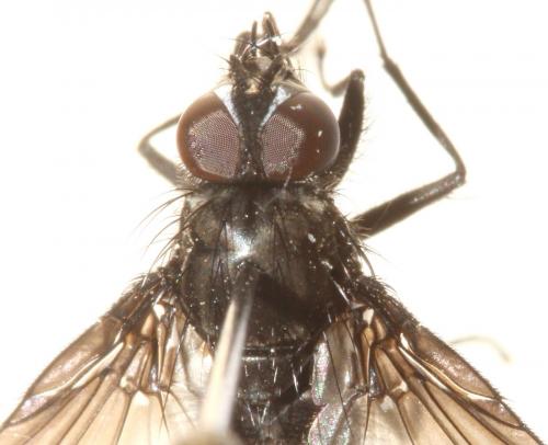 Réf. 90 461 : Spilogona dispar