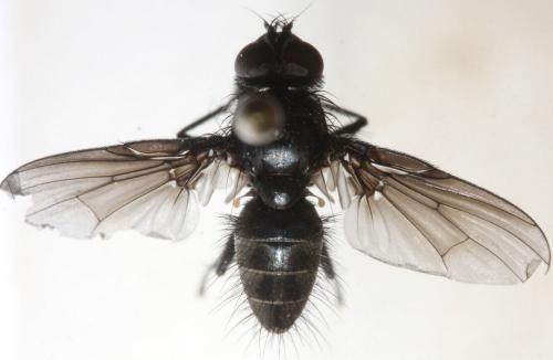 Spilogona dispar