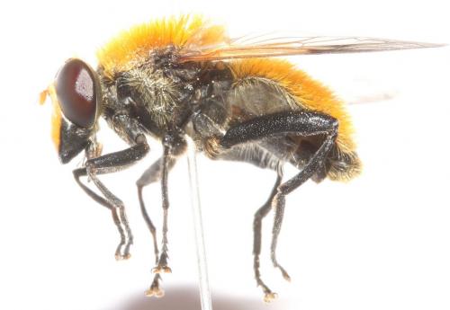 Sericomyia superbiens